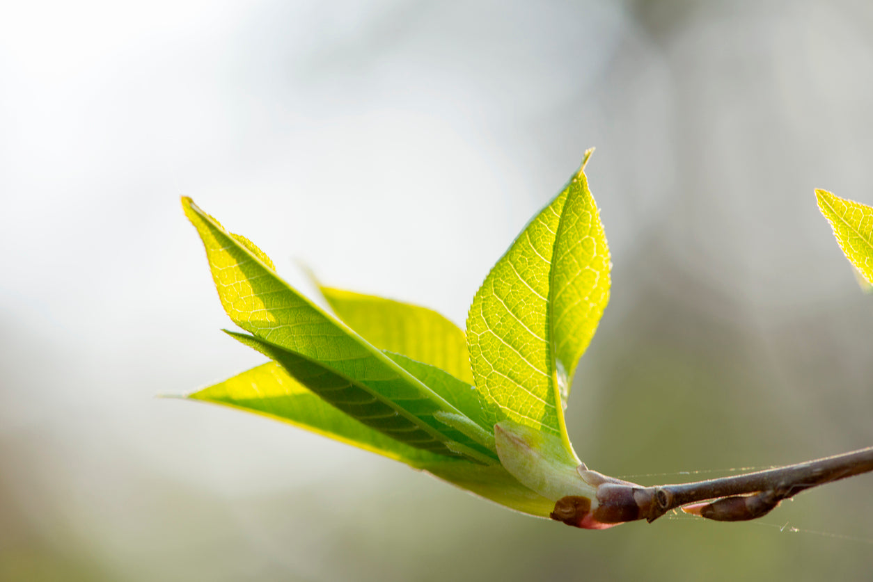 iStock-1195228195.jpg